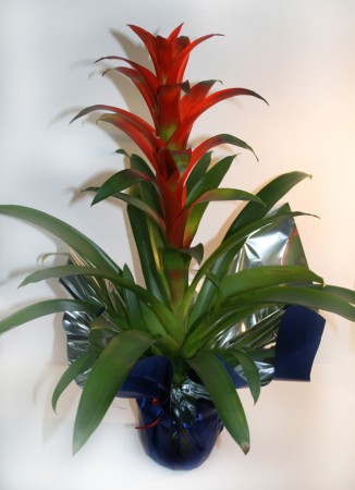 P-07 GUZMANIA   